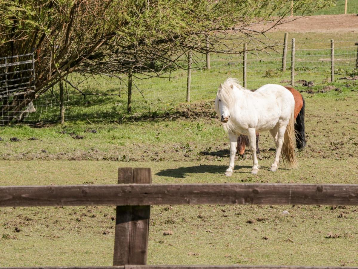 Oakwood Stables Villa Conwy Ngoại thất bức ảnh